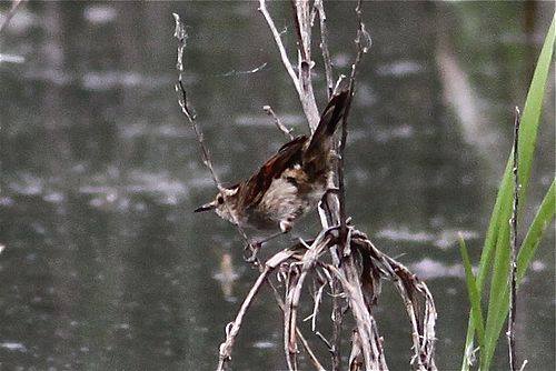 Wren-like rushbird